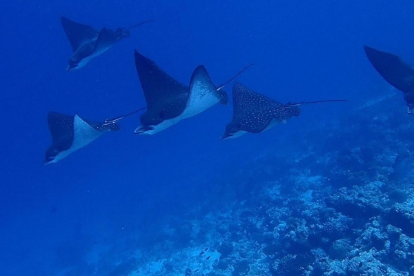 Manta watching